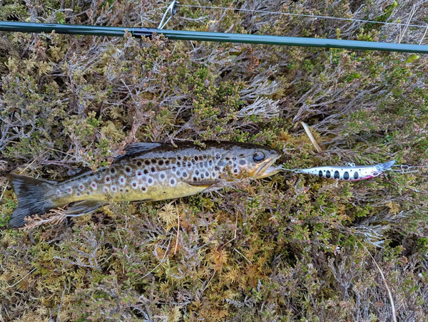 Fangst med Hugin